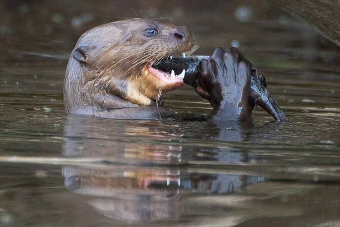 Manu National Park Tour 4 Days - Good To Know
