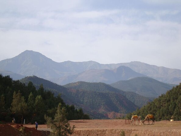 Marrakech: Private Agafay Desert & Atlas Mountains Day Tour All-Inclusive - Good To Know