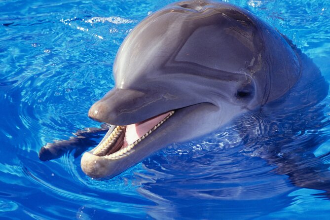 Marsa Alam Dolphin Watching Boat Tour Ocean Encounters - Good To Know