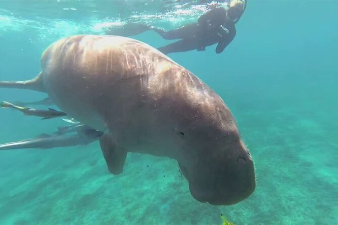 Marsa Mubarak Boat Trip With Dugongs and Turtles in Marsa Alam - Good To Know