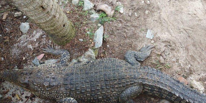 Melaka Zoo & Crocodile Park Tour From Kuala Lumpur With Lunch - Good To Know