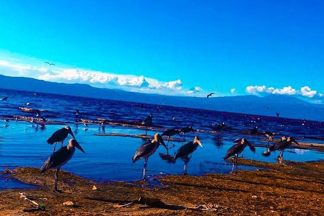 Memorable Day Trip - Lake Manyara National Park - Good To Know