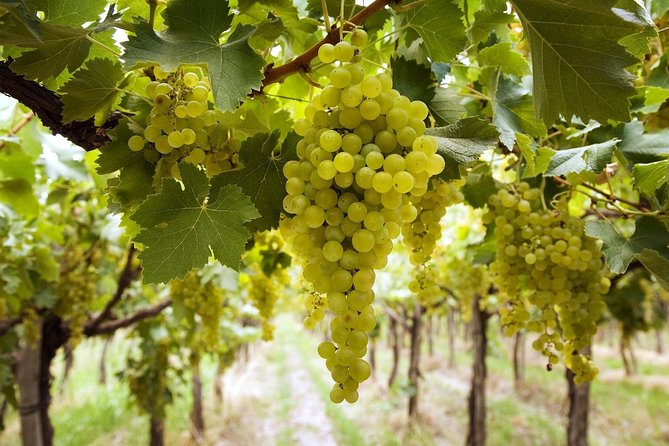 Mendoza Express 3 Days/ 2 Nights Mendoza City & Wine - Good To Know