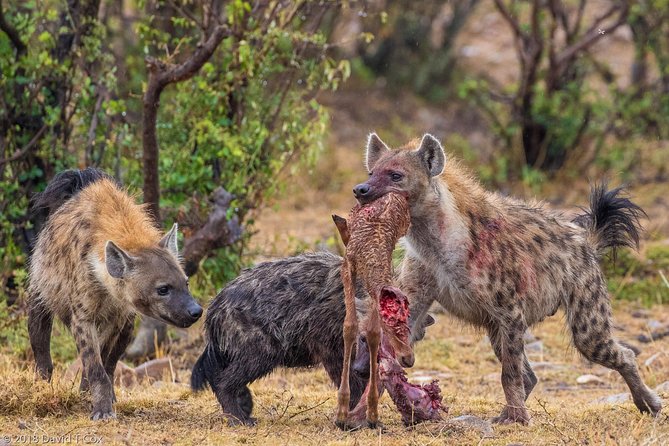 Mikumi Game Drive Safari - 2 Days - Good To Know