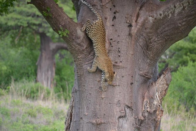 Mikumi National Park From Zanzibar 2 Nights 3 Days - Good To Know