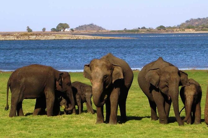 Mingle With Wildlife in Sri Lanka 12days/11nights by Aaliya Tours - Tour Itinerary