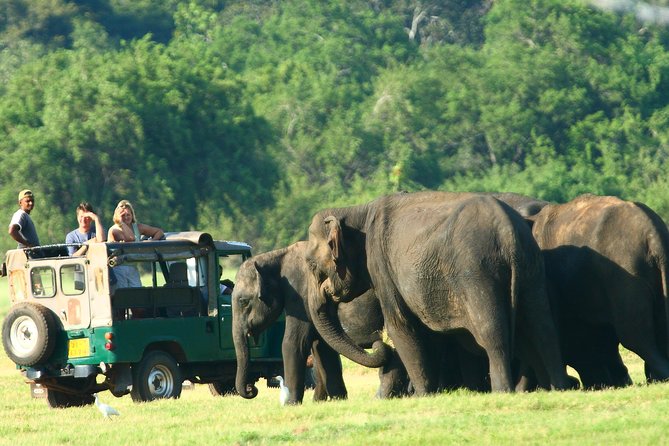 Minneriya National Park Private Jeep Safari From Habarana - Good To Know