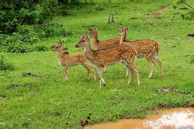 Minneriya Safari From Sigiriya Hotels (Jeep Only)