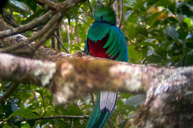 Monteverde Birdwatching Experience - Meeting Details and Location