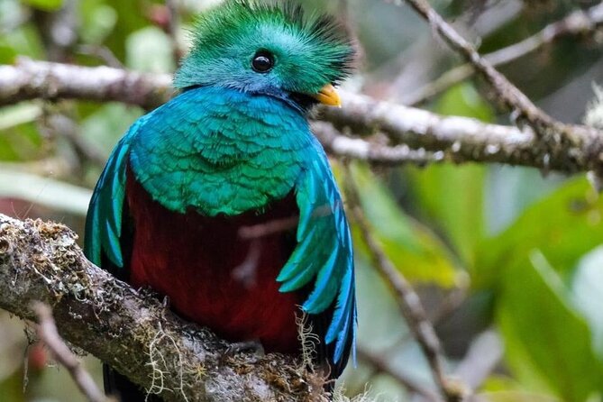 Monteverde Cloud Forest Guided Tour. - Good To Know