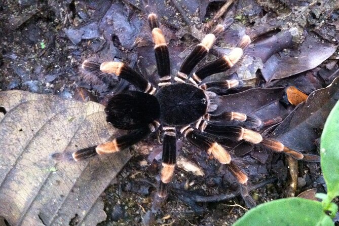 Monteverde Night Walk Tour - Start Time and Additional Info