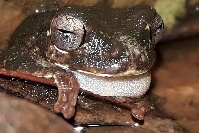 Moteverde Night Hike -Experience the Nocturnal Life of the Cloud Forest - Overview of the Night Hike