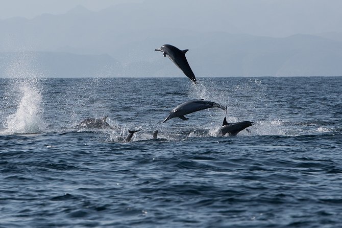 Muscat Dolphin Watching and Snorkeling - Good To Know