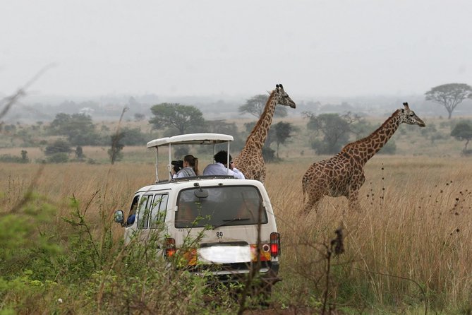 Nairobi National Park Group Joining Daily Tour - Good To Know