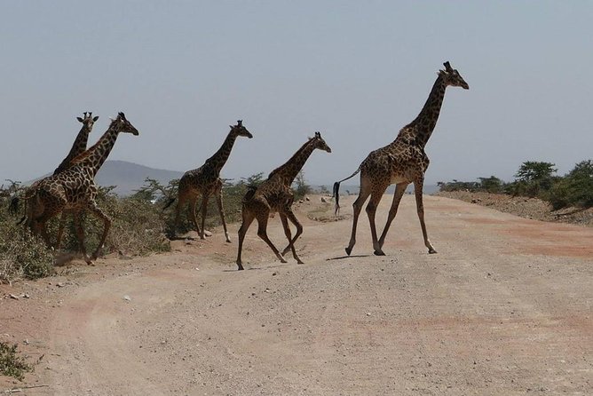 Nairobi Tour and Giraffe Centre - Good To Know