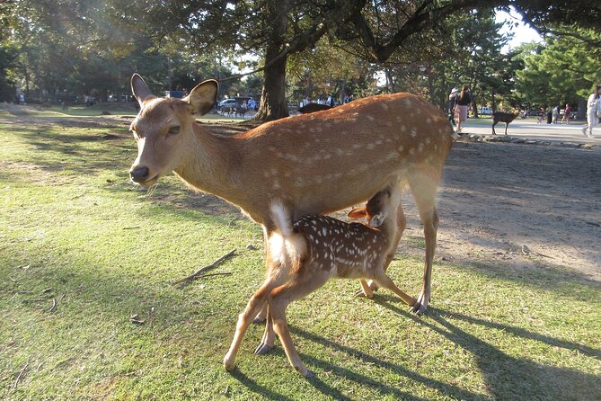 Nara ITALIAN GUIDE, Shared Tour Giant Buddha, Deer in the City - Good To Know