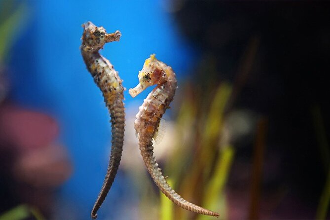National Aquarium Abu Dhabi Admission Tickets - Good To Know
