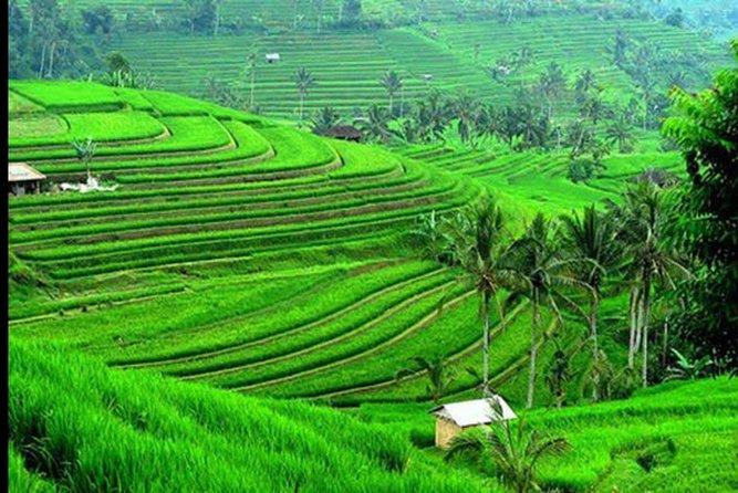 Natures Beauty Unveiled: Jatiluwih Rice Terrace and Temple - Good To Know
