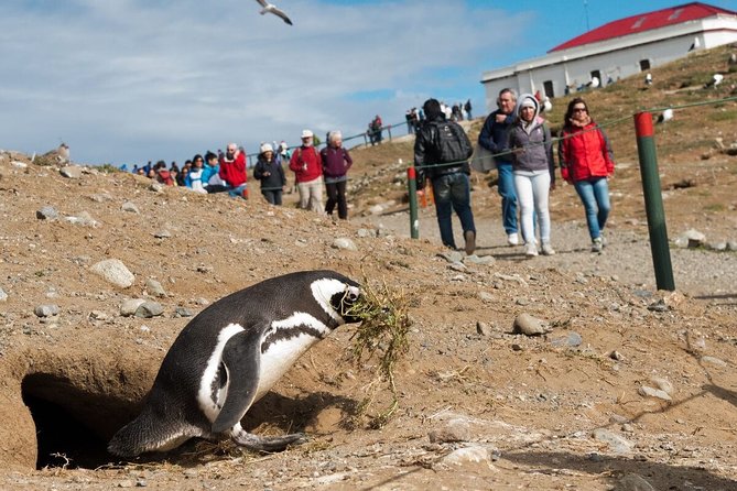 Navigation to South Fjords & Magdalena Island - Tour Details