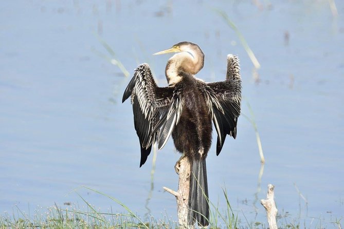 Negombo Lagoon Boat Safari From Negombo - Pickup Information and Guidelines