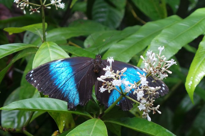 Neotropical Butterfly Park and Colakreek Full-Day Tour - Good To Know