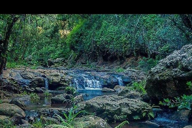 Ngare Ndare Forest