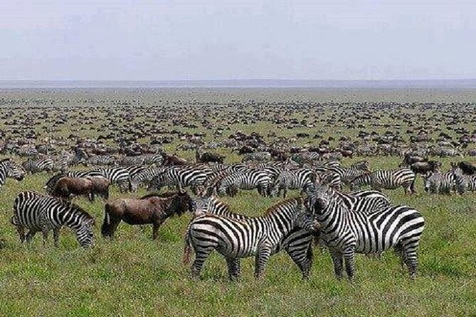 Ngorongoro Crater- Day Trip From Arusha