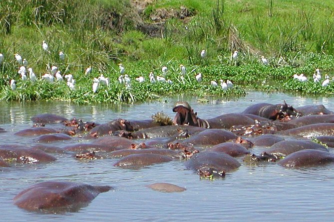 Ngorongoro Crater Day Trip From Arusha - Good To Know