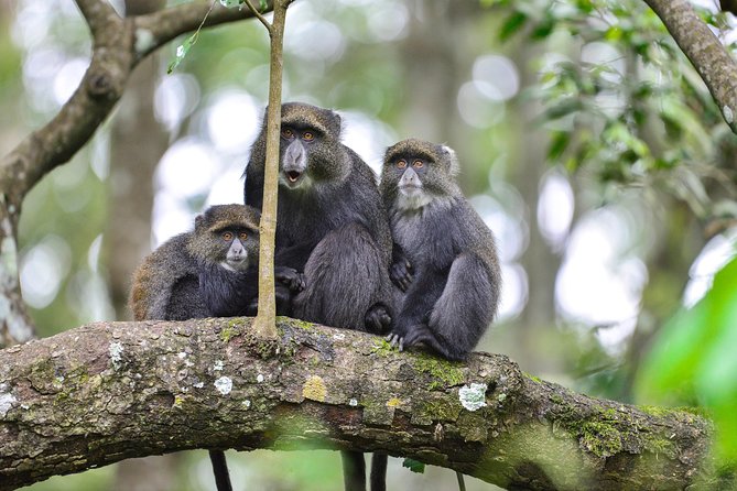 Ngurdoto Crater (Mount Meru) Full-day Tour - Good To Know