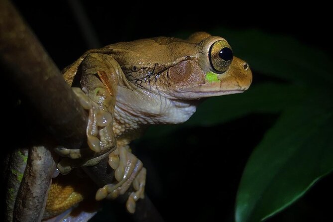 Night Walk Tour Guided - Biological Reserve - Good To Know
