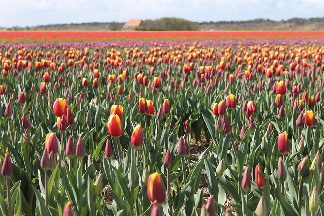 Noord Hollands Private Tulip Tour - Good To Know