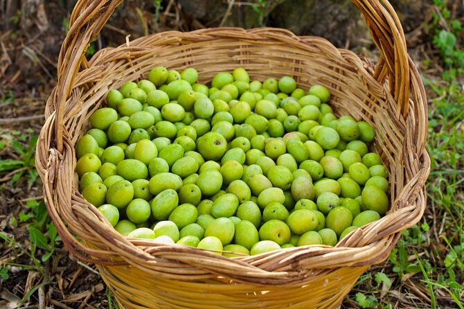 Olive Tree Grove Guided Visit With Tasting in Oristano - Good To Know