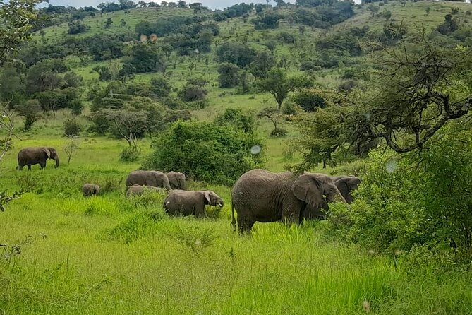 One Day Akagera National Park Safari From Kigali - Good To Know
