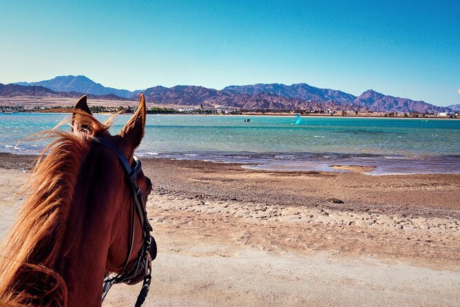 One Hour Horse Riding With Transfer From Hurghada - Good To Know