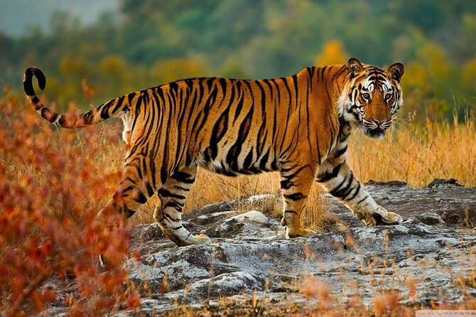 One-Way Private Transfer From Agra to Ranthambore - Good To Know