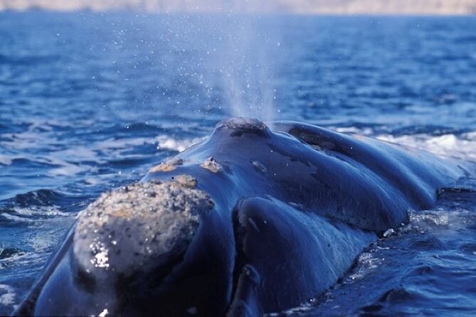 Only Whales to Doradillo With Puerto Pirámides - Explore the Stunning Puerto Pirámides