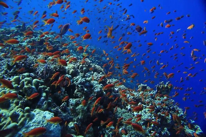 Orange Bay Island Snorkeling Trip and Water Sports in Hurghada - Good To Know