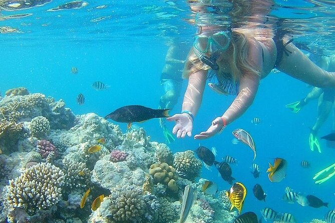 Orange Island Diving and Snorkeling Experience From Hurghada - Good To Know