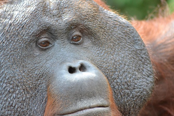Orangutan Tanjung Puting Wildlife Trail & Arut River 5 Days - Good To Know