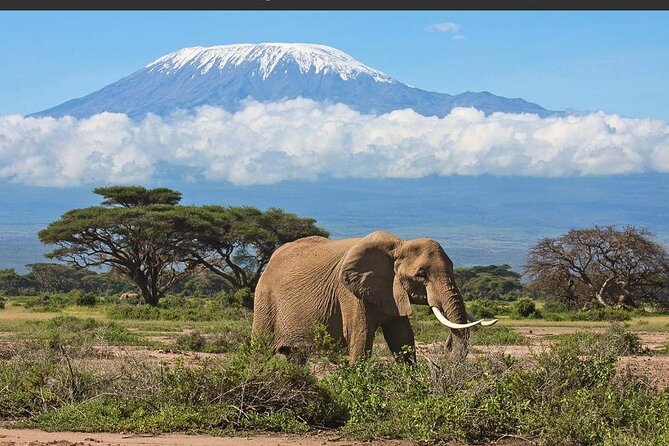 Overnight Safari to Amboseli National Park - Good To Know