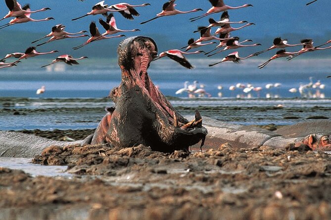 Overnight Safari to Lake Nakuru And Hells Gate Park - Good To Know