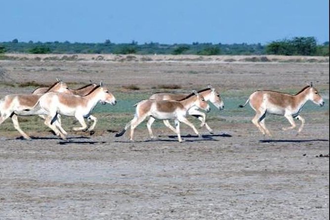 Overnight Trip To Little Rann Of Kutch From Ahmedabad - Good To Know