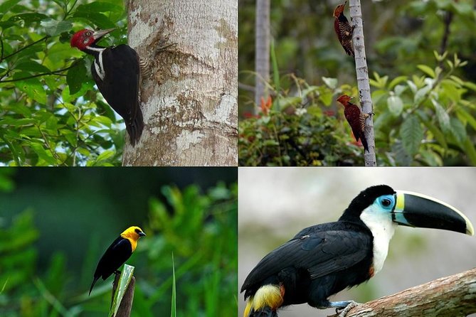 Pacaya Samiria 4Days 3Nights - Amazon Wonder Expeditions - Good To Know