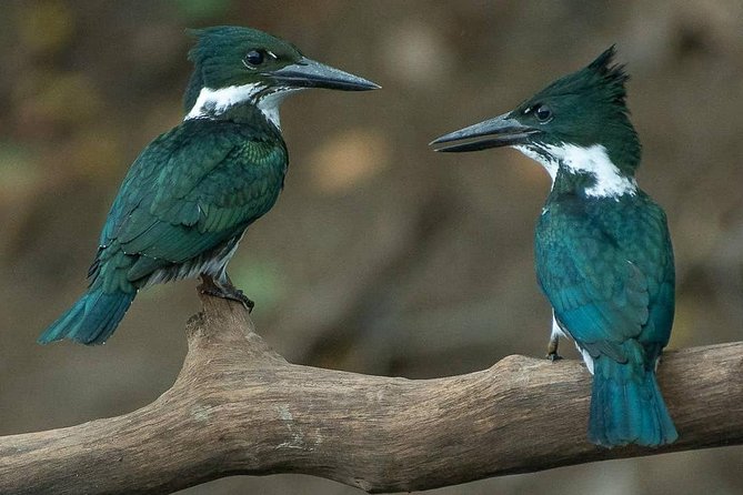 Pacaya Samiria National Park From Tarapoto 5 Days and 4 Nights - Good To Know