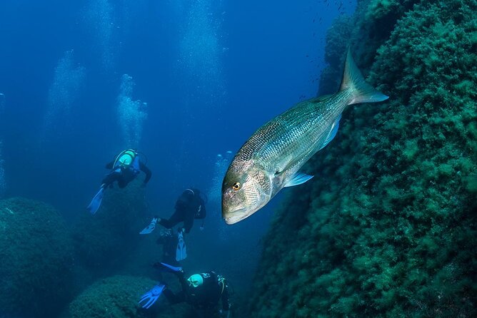 Package of 6 Double Dives in the Capo Carbonara Marine Protected Area