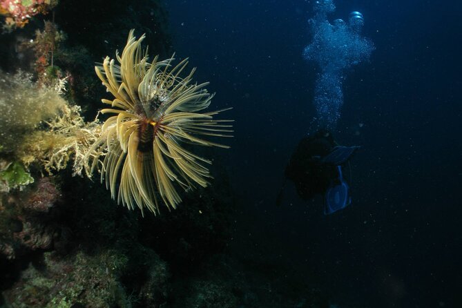 Padi Advanced Open Water Diver Course in Nea Makri,Athens - Meeting Point and Transportation Options