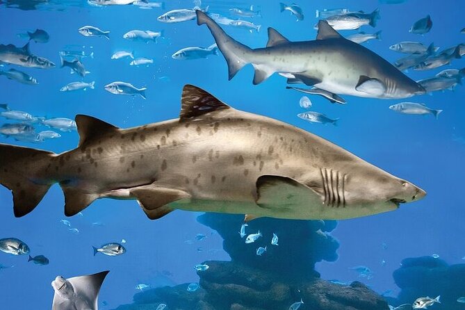 Palma Acquarium With Transfer - Good To Know