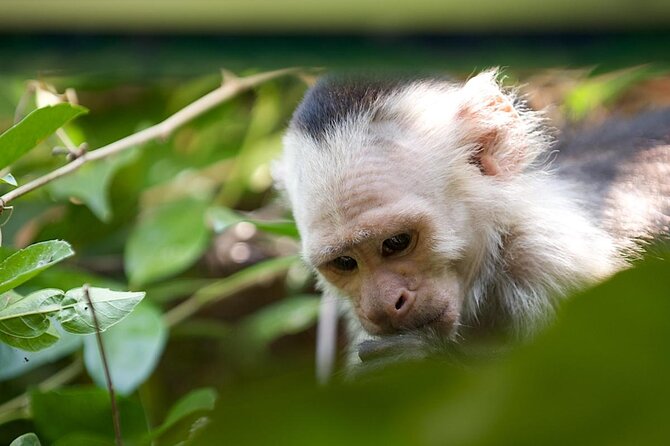 Palo Verde Boat Tour and Wildlife Watching From Dreams Las Mareas - Good To Know