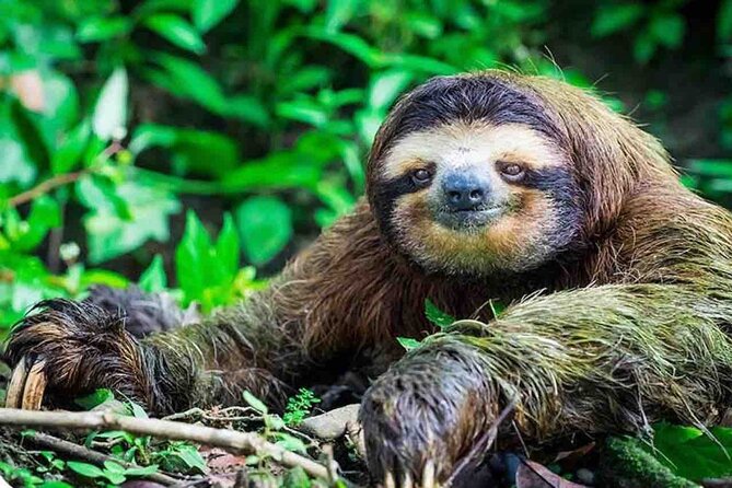 Panamanian Adventure With Cable Cars and Sloth Sanctuary - Good To Know