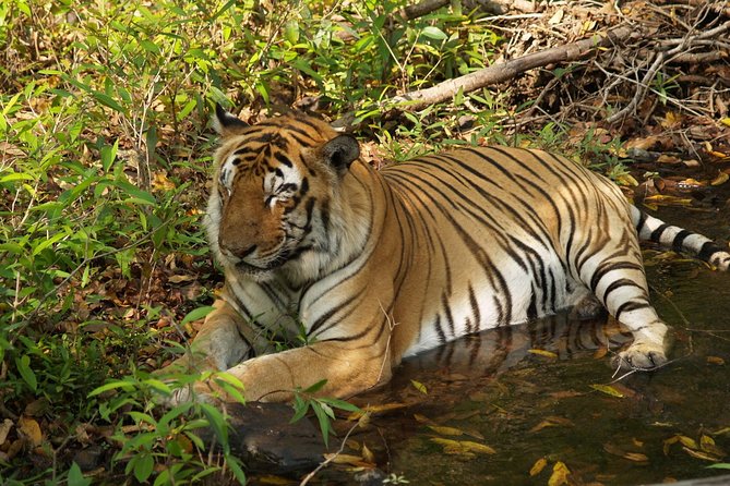 Panna National Park Safari Skip the Line Tickets W/ Optional Trips - Good To Know